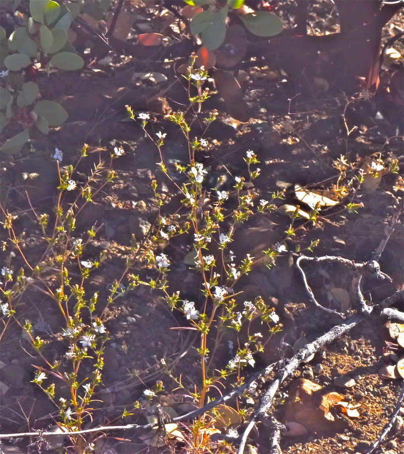 Calycadenia pauciflora
