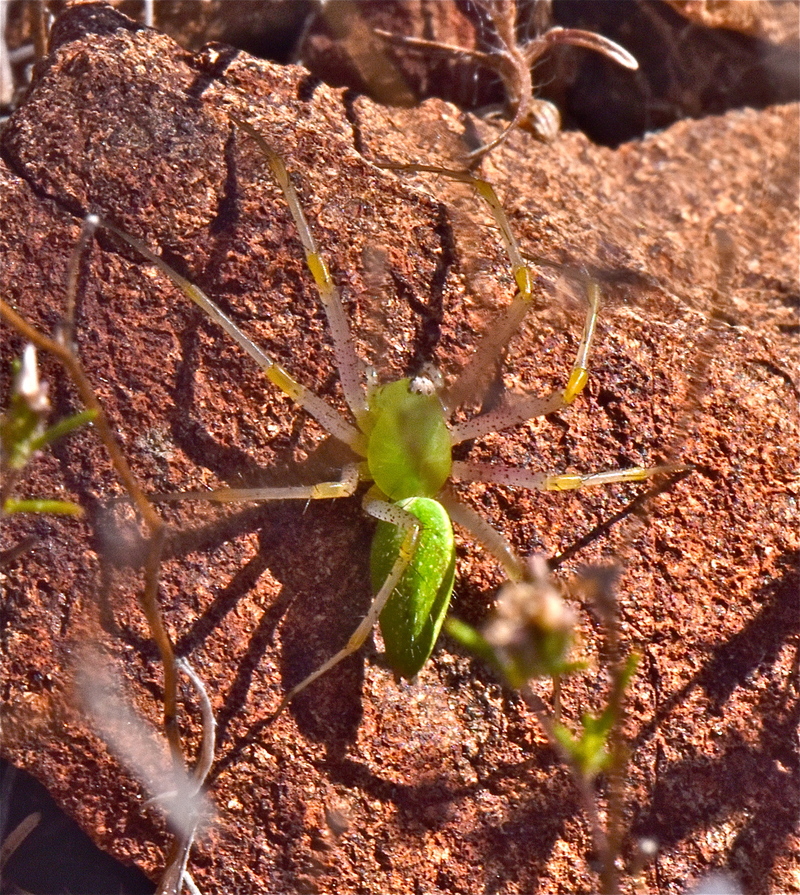 Peucetia longipalpis