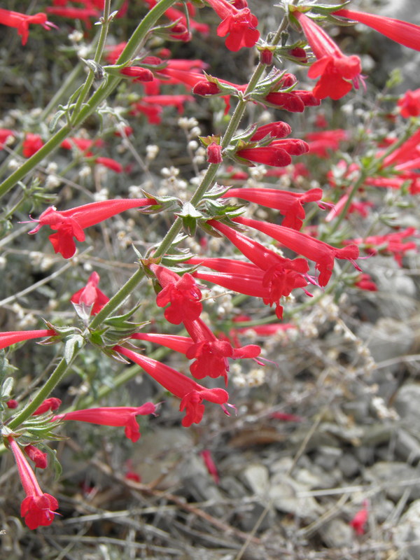 Salvia henryi