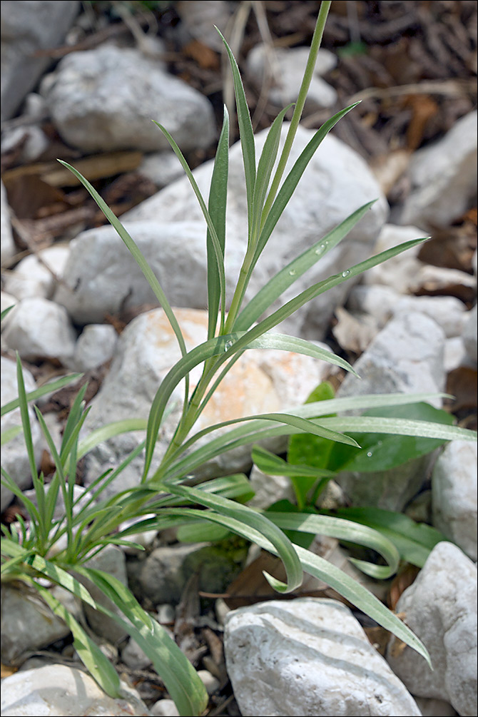Lomelosia graminifolia