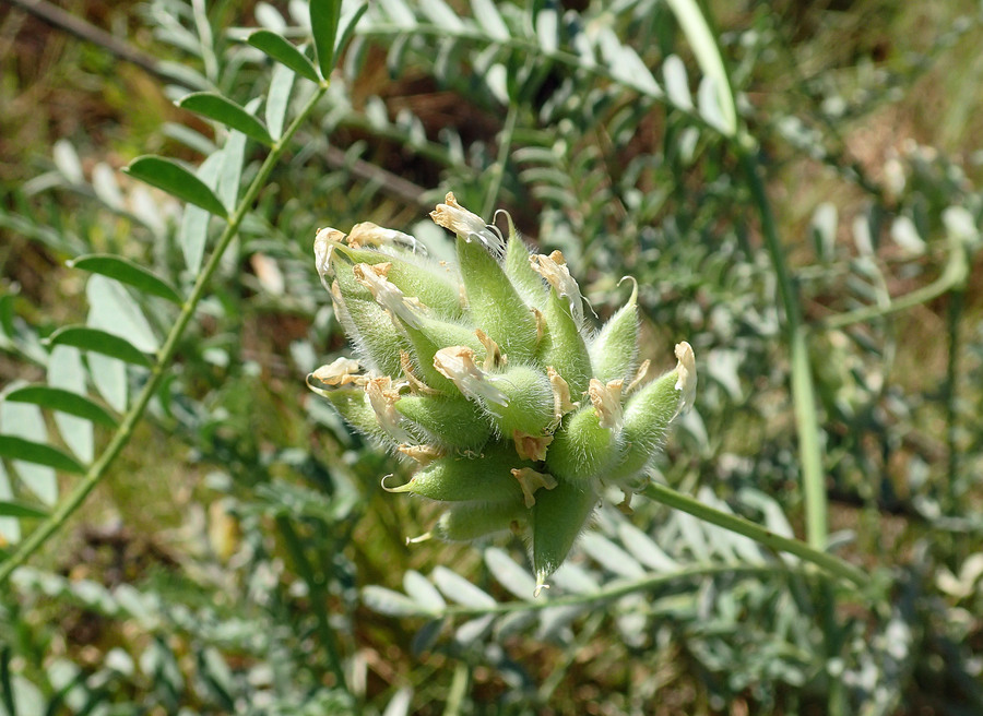 Astragalus hornii var. hornii