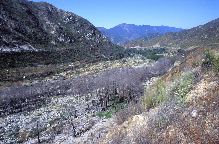 Riparian community after wild fire