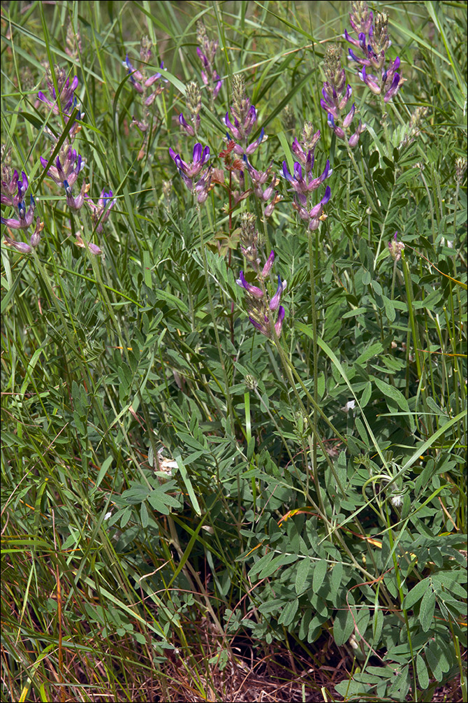 Astragalus vesicarius ssp. carniolicus