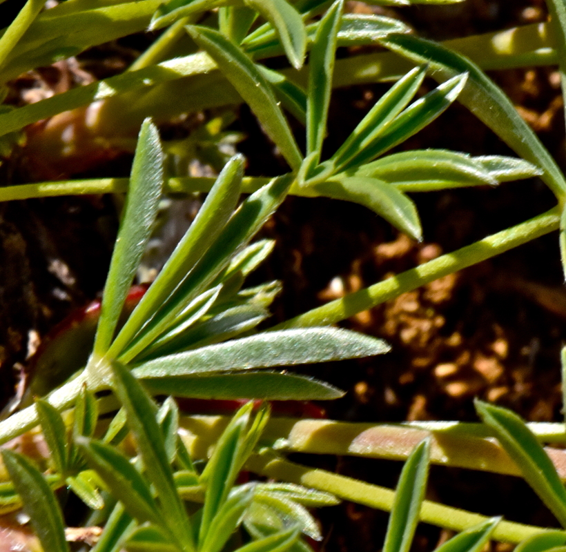 Lupinus lapidicola