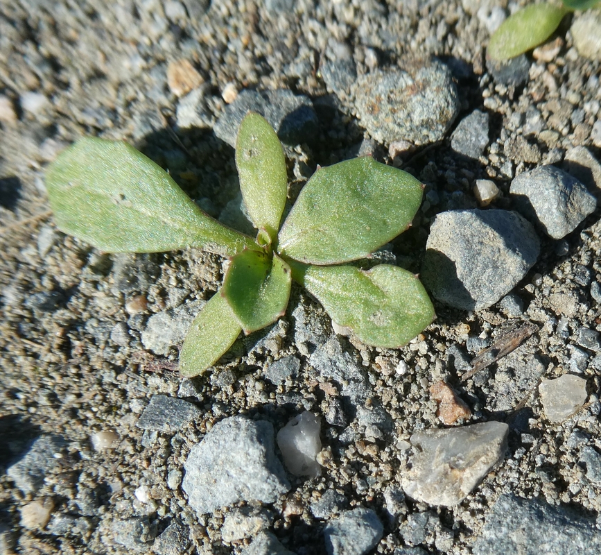 Crepis bursifolia