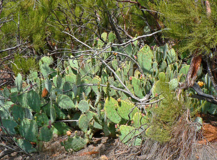 Opuntia phaeacantha var. discata