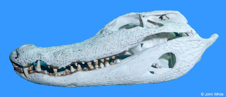 Melanosuchus niger