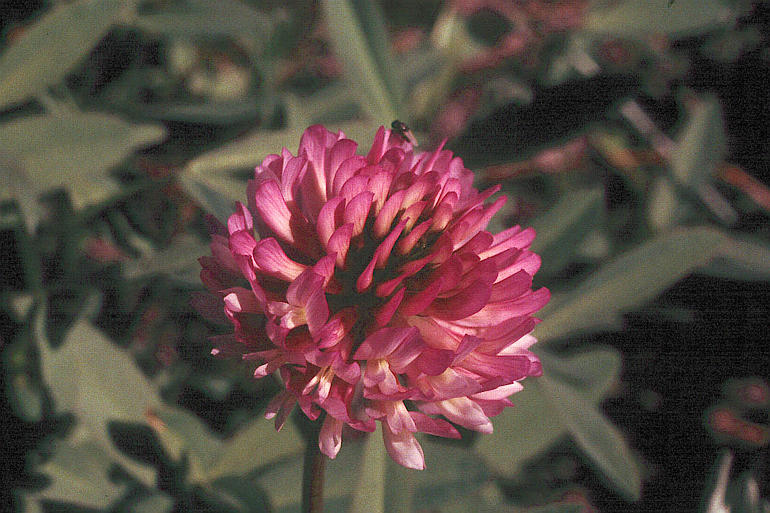 Trifolium beckwithii