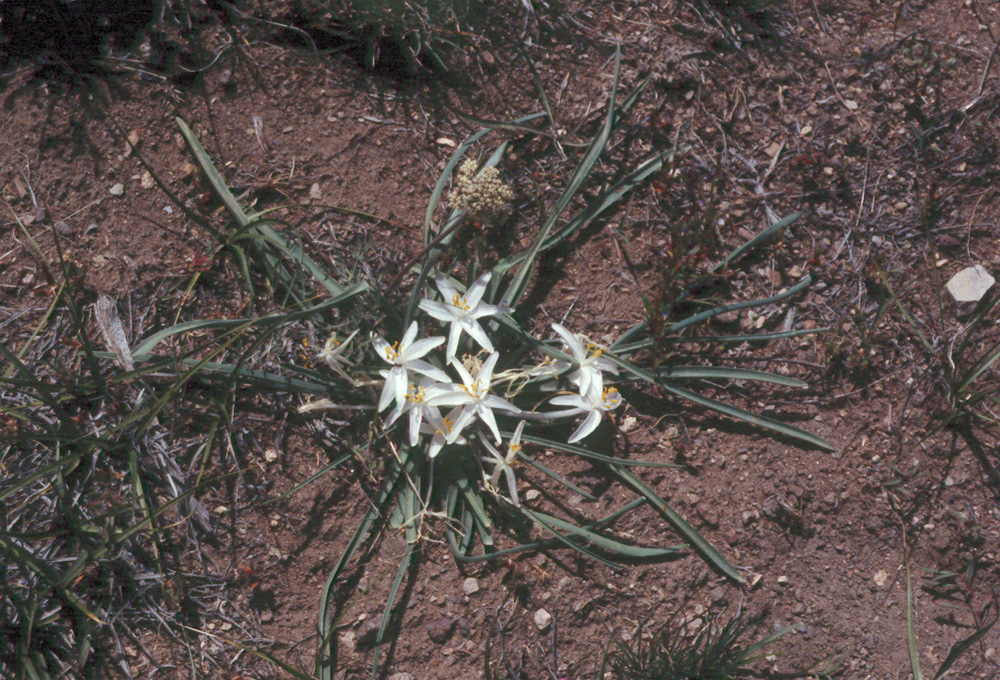 Leucocrinum montanum