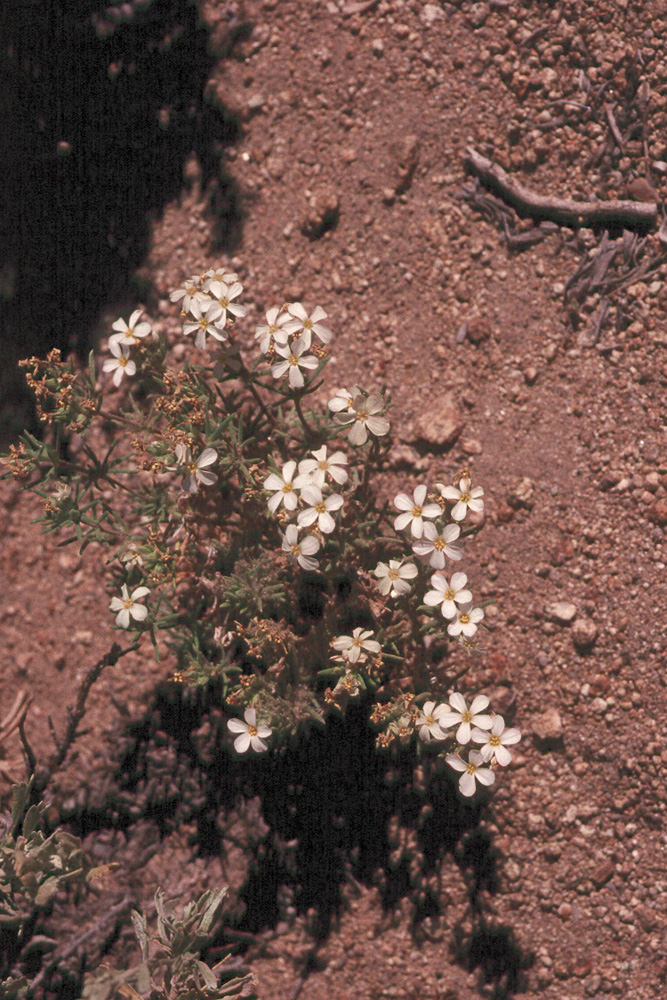 Leptosiphon nuttallii ssp. pubescens
