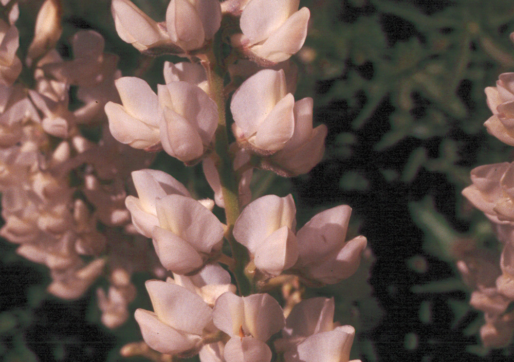 Lupinus albicaulis