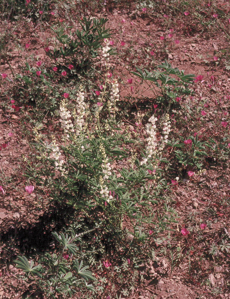 Lupinus arbustus