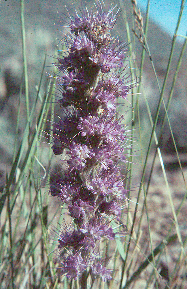 Phacelia sericea ssp. ciliosa