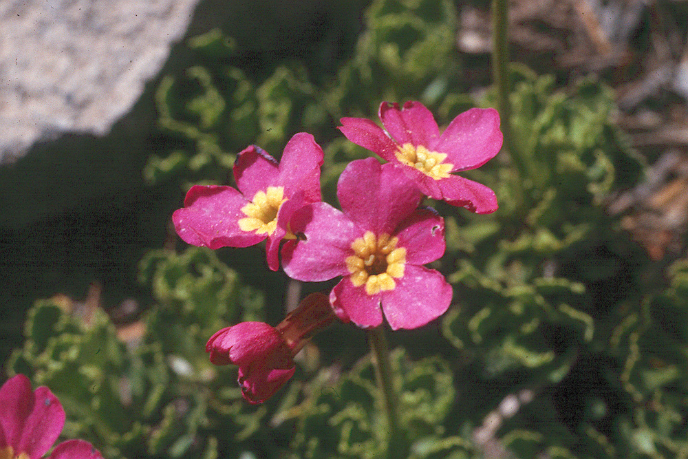 Primula suffrutescens