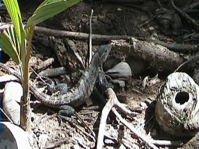 Ctenosaura similis Ctenosaura similis