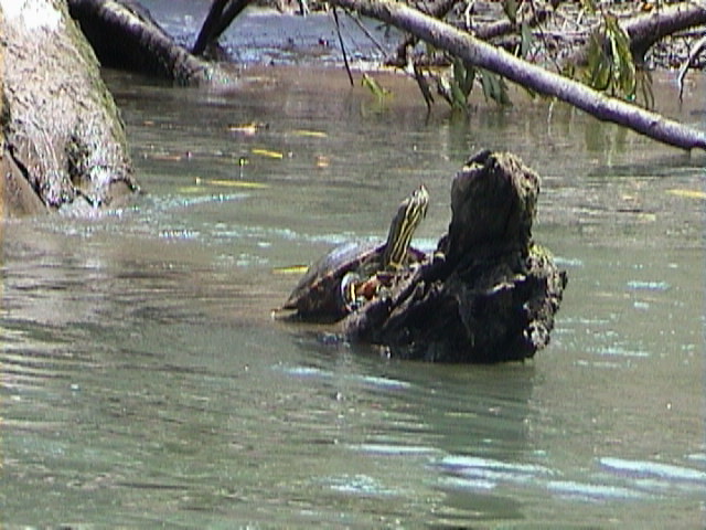 Trachemys scripta ornata Trachemys scripta ornata