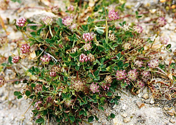 Trifolium sp. nov. aff. physanthum