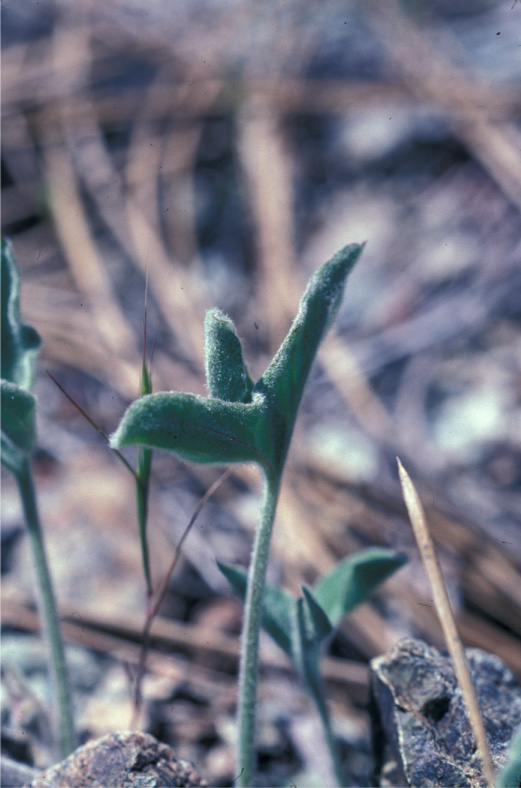 Calystegia collina ssp. tridactylosa