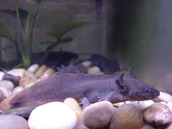 Ambystoma mexicanum Ambystoma mexicanum