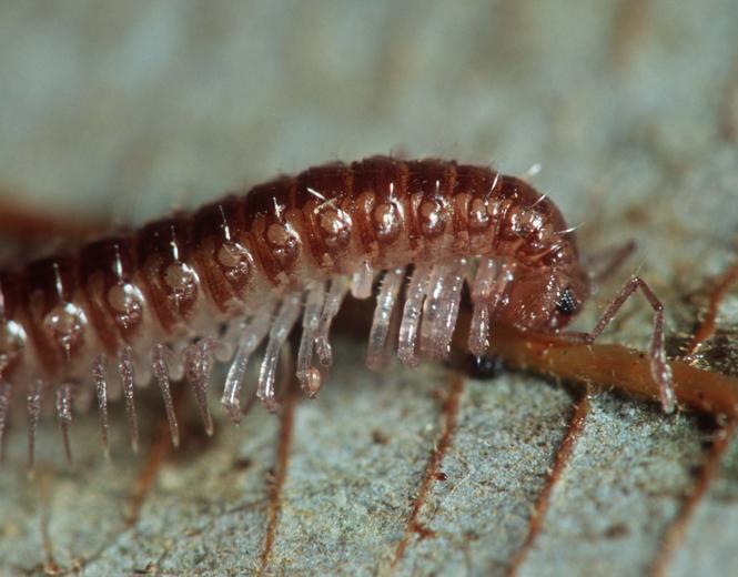 Bollmanella sp. Bollmanella sp.