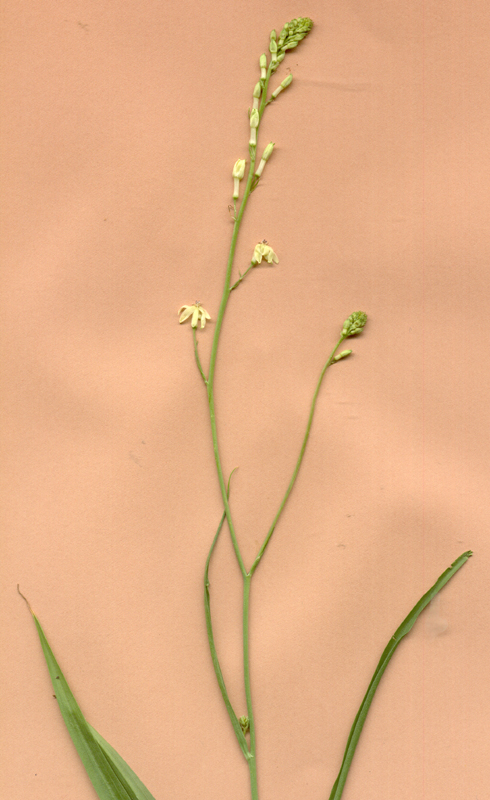 Odontostomum californicum