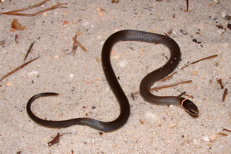 Diadophis punctatus stictogenys Diadophis punctatus stictogenys