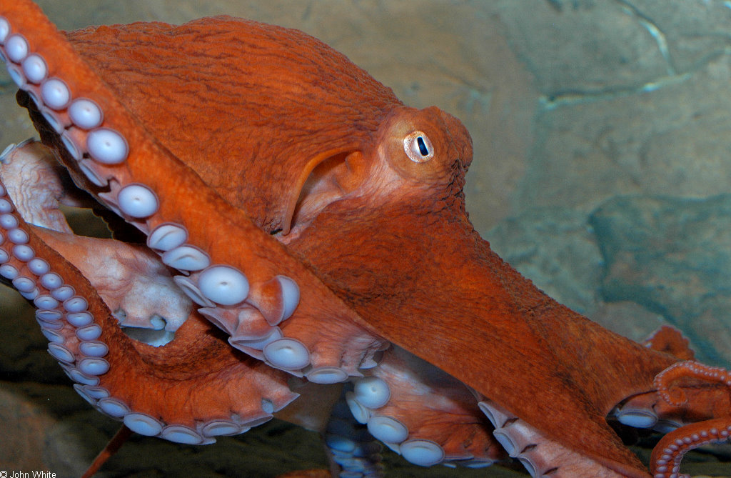 Pictures Of Giant Pacific Octopus - Free Giant Pacific Octopus pictures 