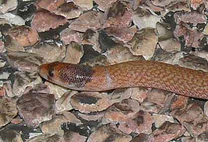 Pygopus nigriceps Pygopus nigriceps