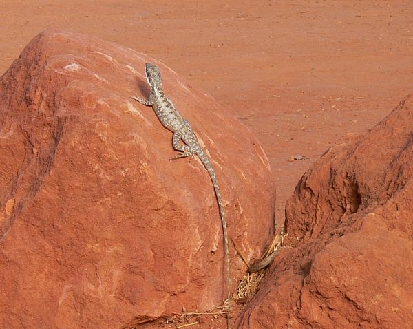 Lophognathus gilberti Lophognathus gilberti