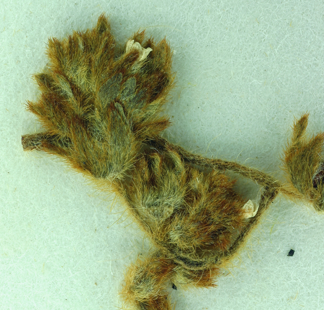 Plagiobothrys arizonicus
