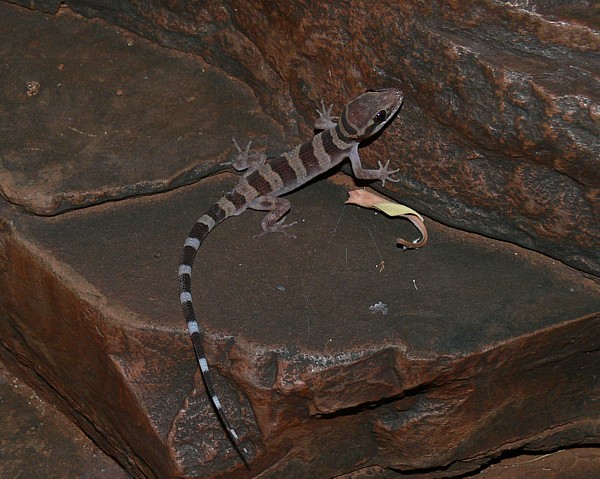 Heteronotia spelea Heteronotia spelea