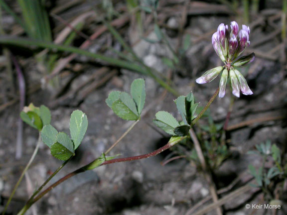 Trifolium gracilentum