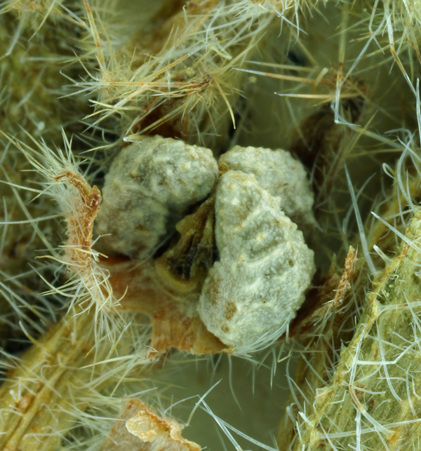 Plagiobothrys kingii var. harknessii