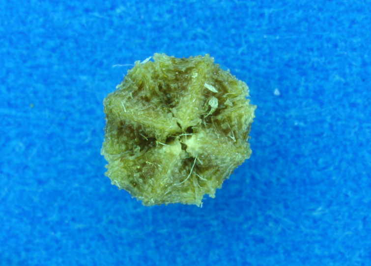 Plagiobothrys tenellus