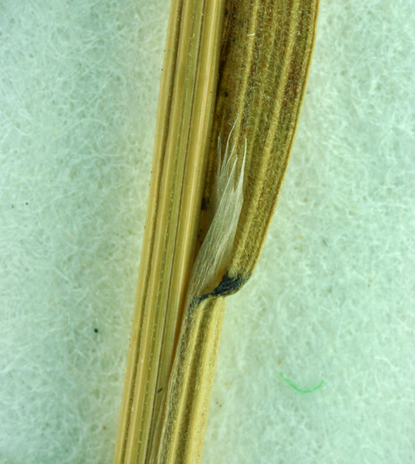 Bromus madritensis ssp. madritensis