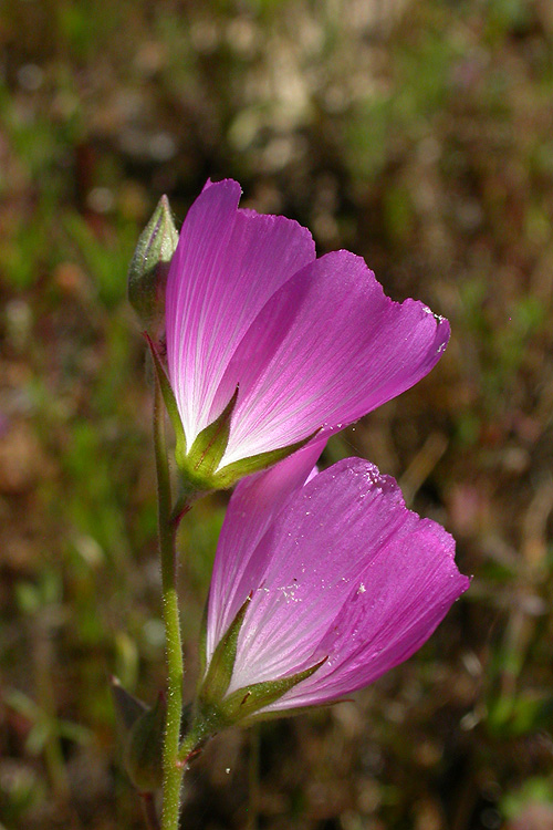 Sidalcea hartwegii Sidalcea hartwegii
