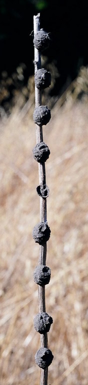 Eumenes sp. Eumenes sp.