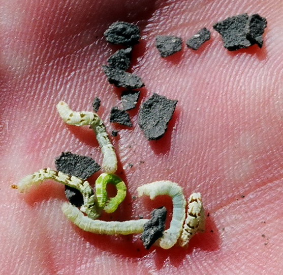Eumenes sp. Eumenes sp.