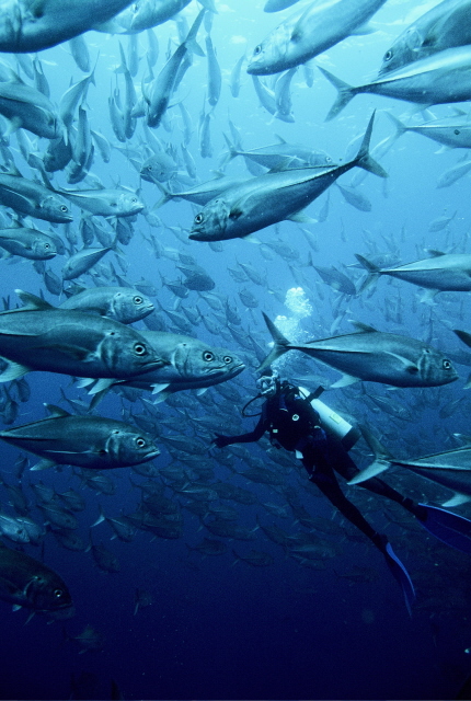 Caranx sexfasciatus Caranx sexfasciatus