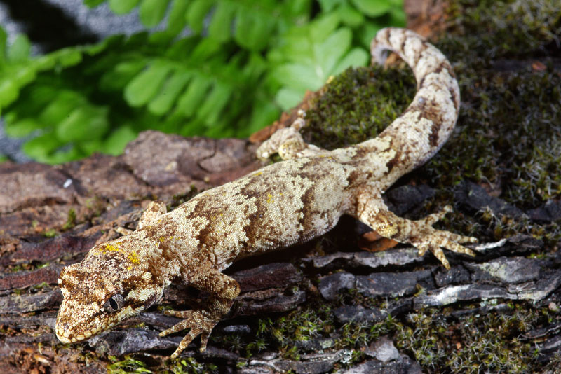 Mokopirirakau granulatus Mokopirirakau granulatus