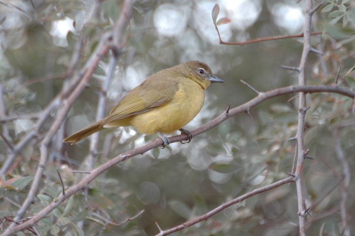 Chlorocichla flaviventris Chlorocichla flaviventris
