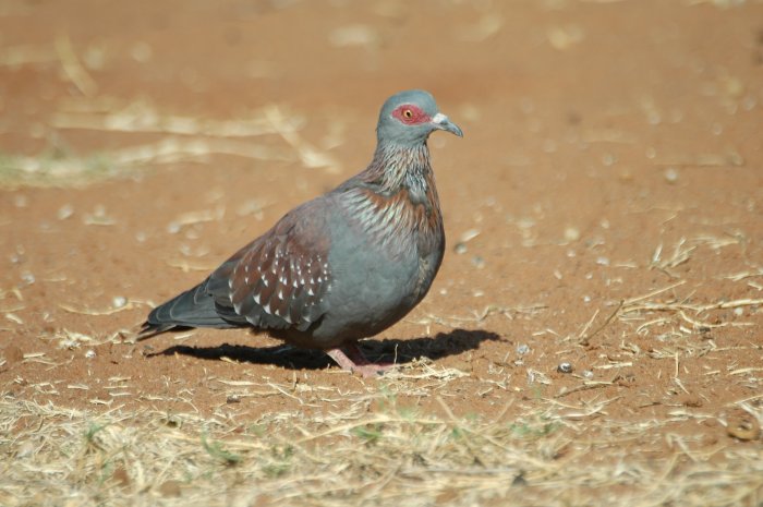Columba guinea Columba guinea