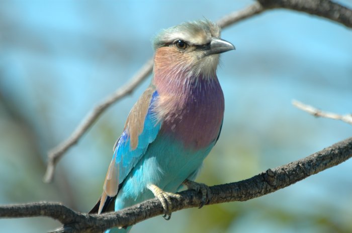 Coracias caudatus Coracias caudatus