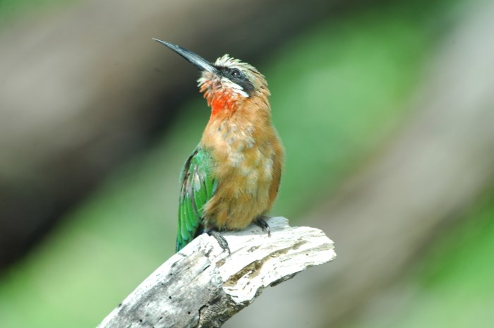 Merops bullockoides Merops bullockoides