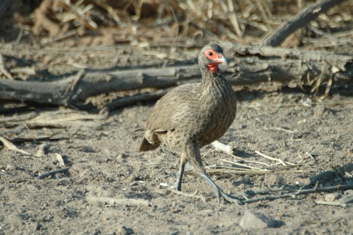 Pternistis swainsonii Pternistis swainsonii