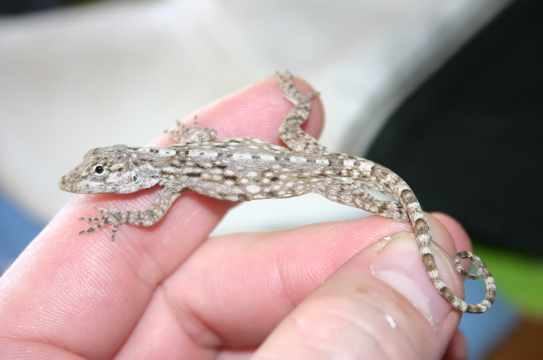 Anolis charlesmyersi Anolis charlesmyersi