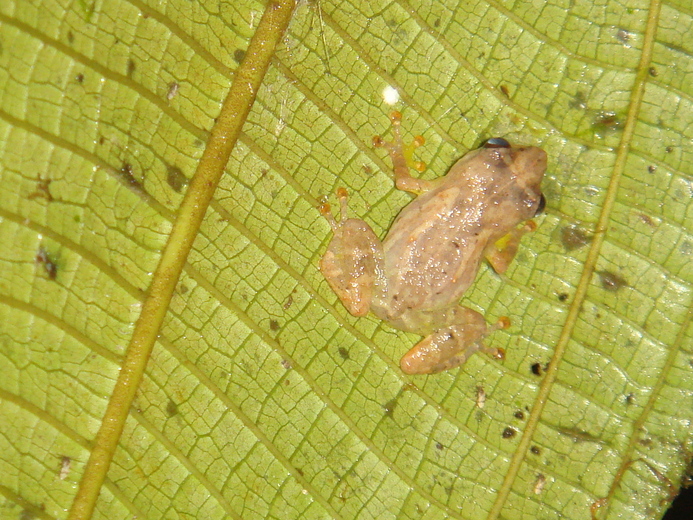 Diasporus diastema