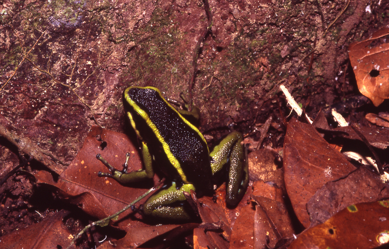 Ameerega trivittata Ameerega trivittata