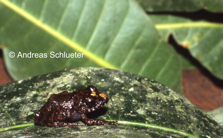 Pristimantis minutulus Pristimantis minutulus