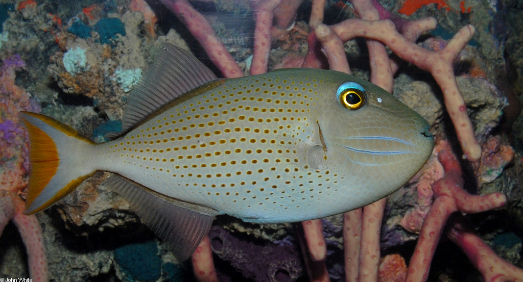 Xanthichthys ringens